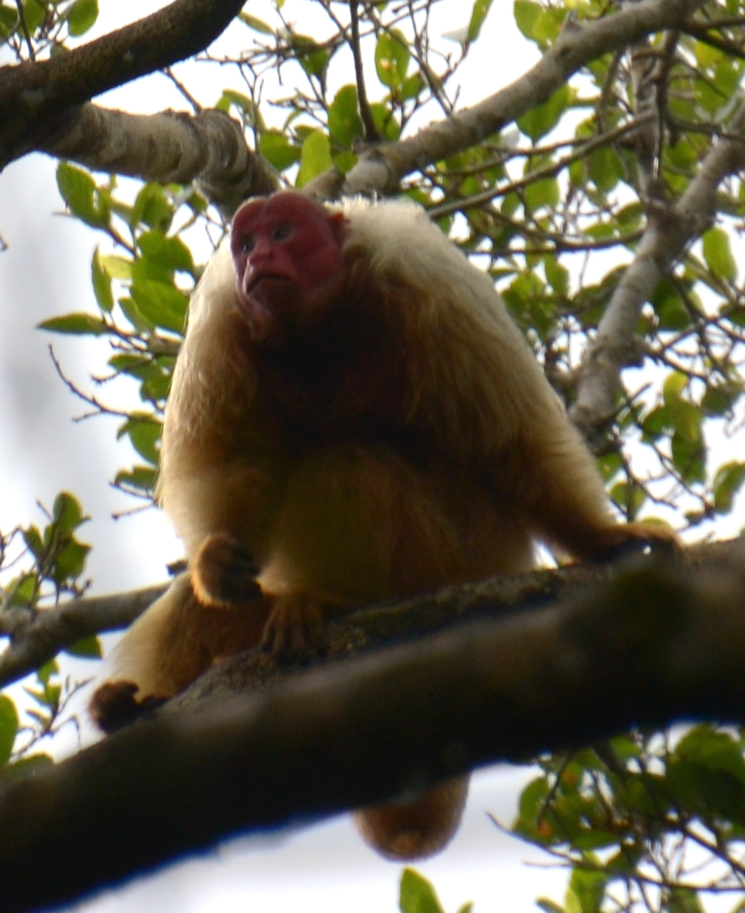 the furtive Uacari monkey